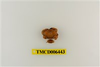 藏品(細巧皺蟹)的圖片